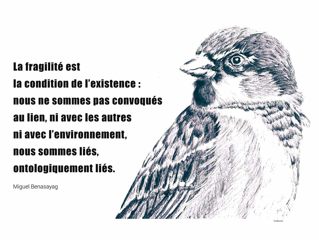 photomontage, viviane rabaud, rouge-gorge dessiné au stylo à bille noir avec citation de Miguel Benasayag