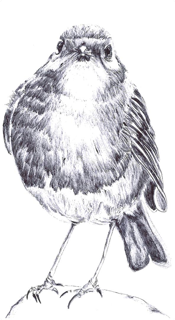 Reproduction dessin au stylo à bille noir, moineau nous regardant